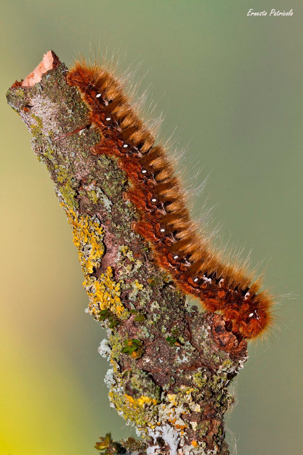 Bruco da identificare: Lasiocampa (Lasiocampa) quercus - Lasiocampidae